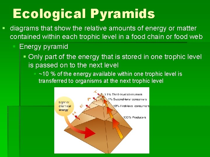 Ecological Pyramids § diagrams that show the relative amounts of energy or matter contained