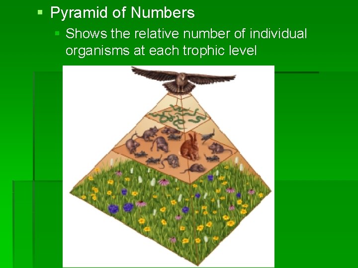 § Pyramid of Numbers § Shows the relative number of individual organisms at each