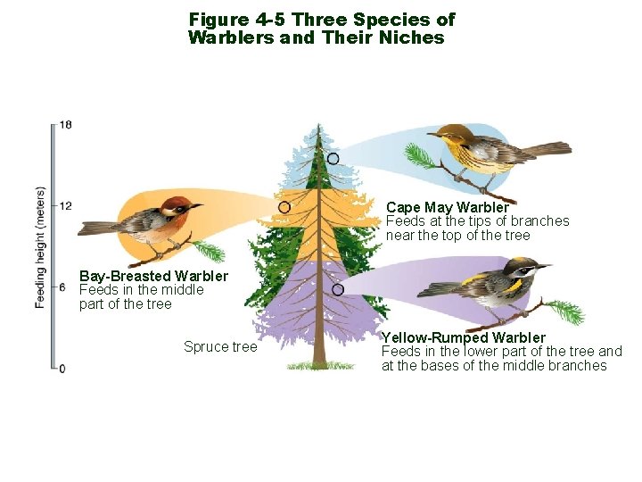 Figure 4 -5 Three Species of Warblers and Their Niches Cape May Warbler Feeds