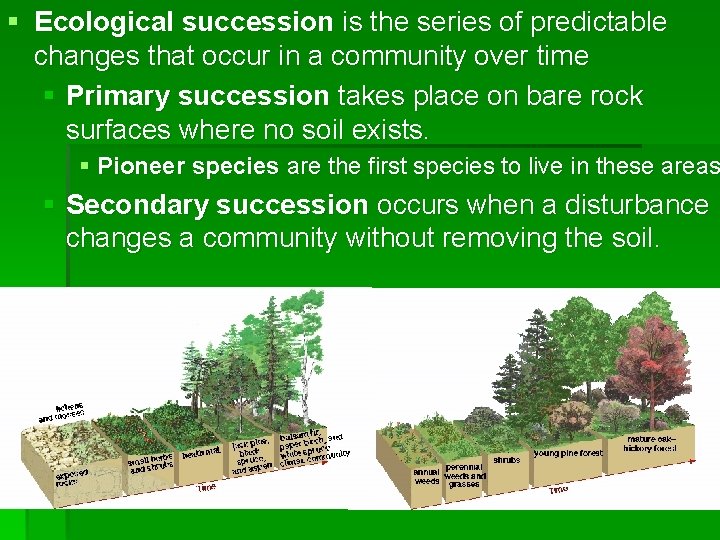 § Ecological succession is the series of predictable changes that occur in a community