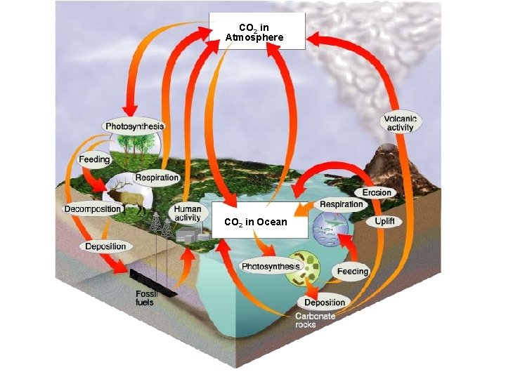 CO 2 in Atmosphere CO 2 in Ocean 