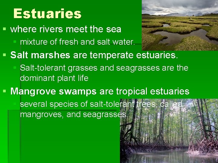 Estuaries § where rivers meet the sea § mixture of fresh and salt water.