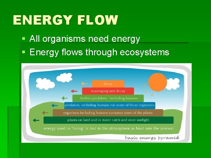 ENERGY FLOW § All organisms need energy § Energy flows through ecosystems 