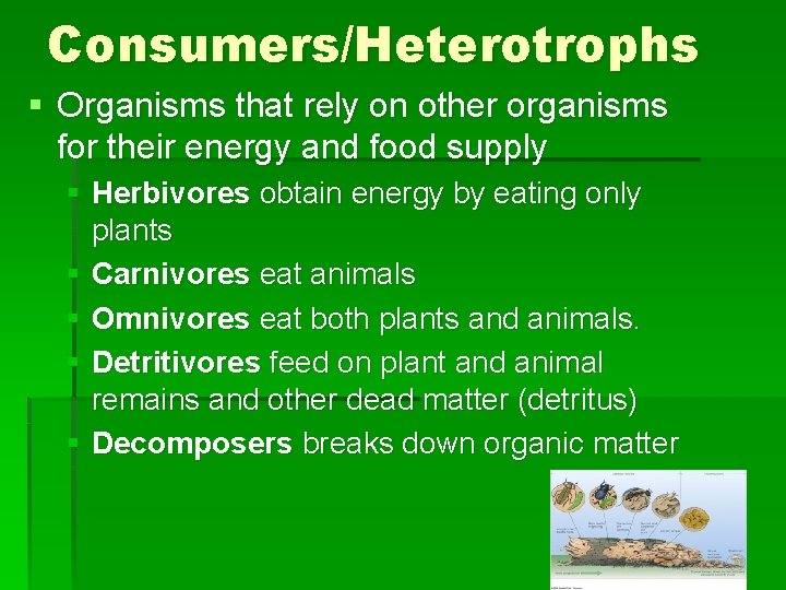 Consumers/Heterotrophs § Organisms that rely on other organisms for their energy and food supply