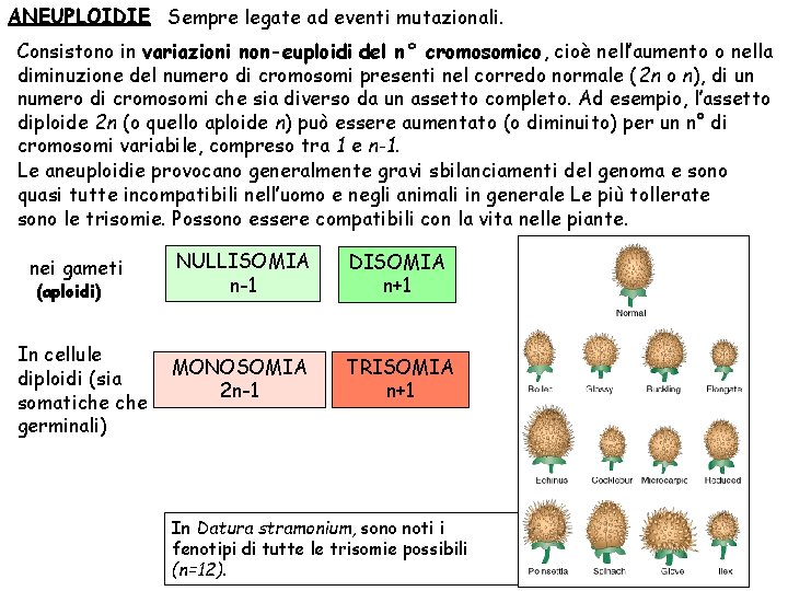 ANEUPLOIDIE Sempre legate ad eventi mutazionali. Consistono in variazioni non-euploidi del n° cromosomico, cioè
