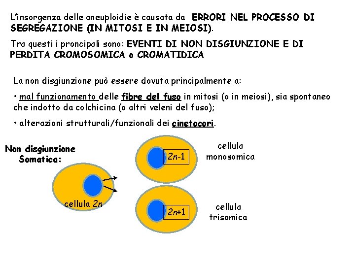 L’insorgenza delle aneuploidie è causata da ERRORI NEL PROCESSO DI SEGREGAZIONE (IN MITOSI E