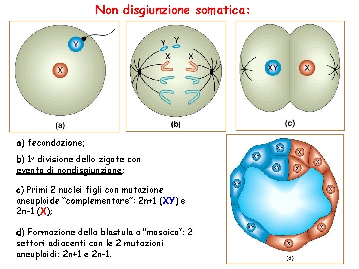 Non disgiunzione somatica: a) fecondazione; b) 1 a divisione dello zigote con evento di