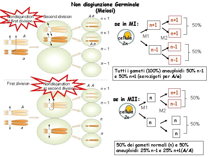 Non disgiunzione Germinale (Meiosi) se in MI: cellula 2 n n+1 M 1 M