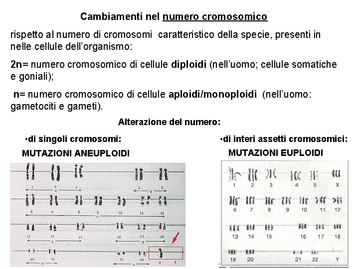 Cambiamenti nel numero cromosomico rispetto al numero di cromosomi caratteristico della specie, presenti in