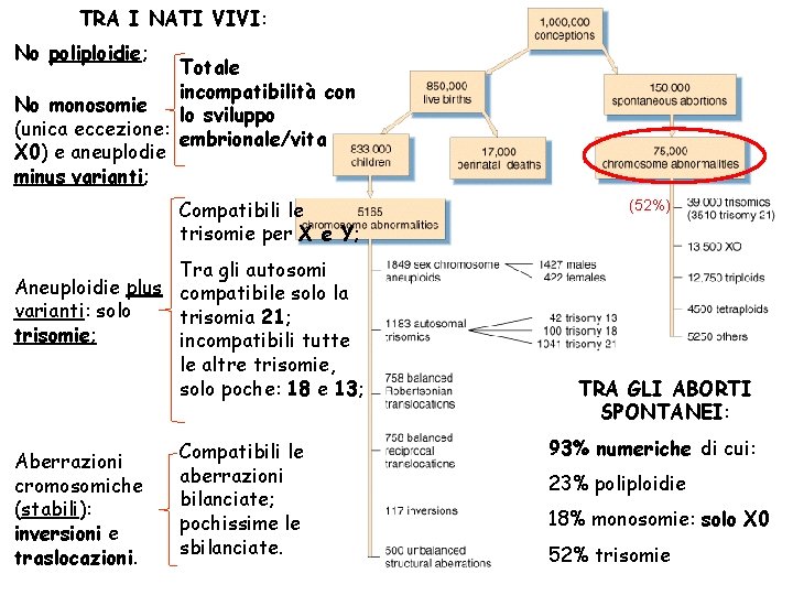 TRA I NATI VIVI: No poliploidie; Totale incompatibilità con No monosomie lo sviluppo (unica