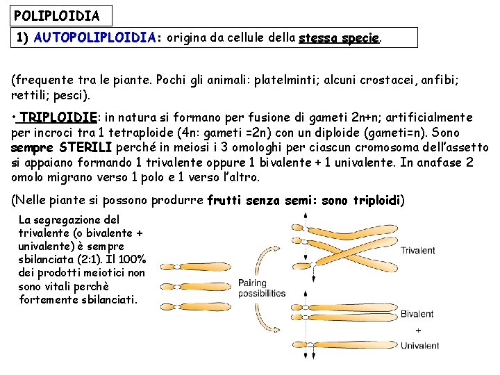 POLIPLOIDIA 1) AUTOPOLIPLOIDIA: origina da cellule della stessa specie. (frequente tra le piante. Pochi