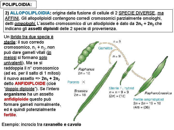 POLIPLOIDIA: 2) ALLOPOLIPLOIDIA: origina dalla fusione di cellule di 2 SPECIE DIVERSE, ma AFFINI.