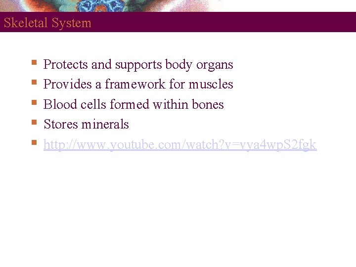 Skeletal System Protects and supports body organs Provides a framework for muscles Blood cells