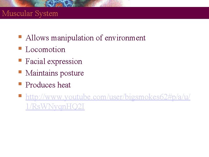 Muscular System Allows manipulation of environment Locomotion Facial expression Maintains posture Produces heat http: