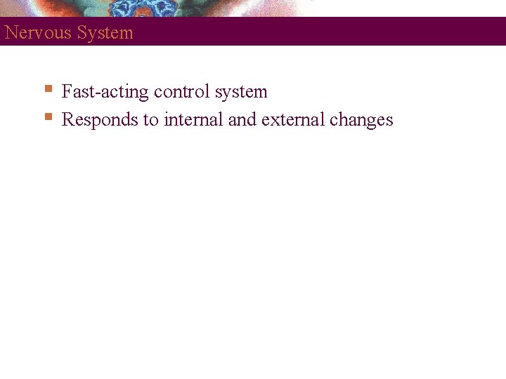 Nervous System Fast-acting control system Responds to internal and external changes 