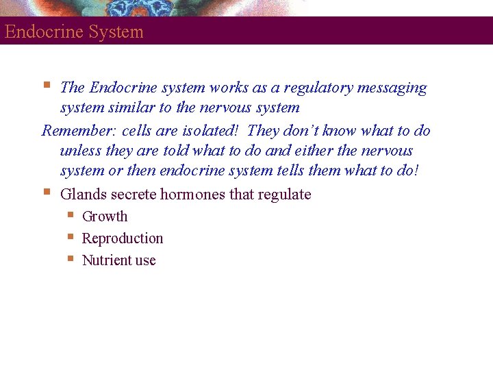 Endocrine System The Endocrine system works as a regulatory messaging system similar to the