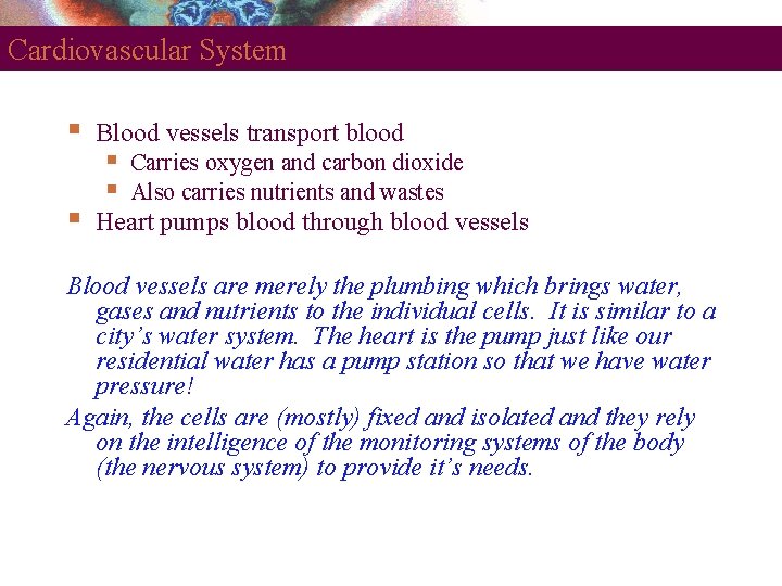 Cardiovascular System Blood vessels transport blood Carries oxygen and carbon dioxide Also carries nutrients