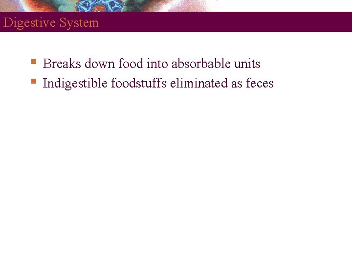 Digestive System Breaks down food into absorbable units Indigestible foodstuffs eliminated as feces 