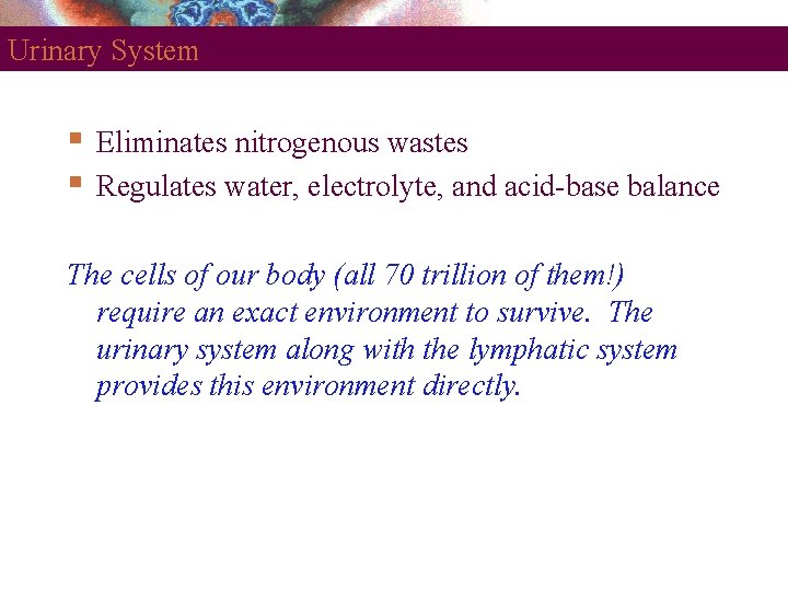Urinary System Eliminates nitrogenous wastes Regulates water, electrolyte, and acid-base balance The cells of