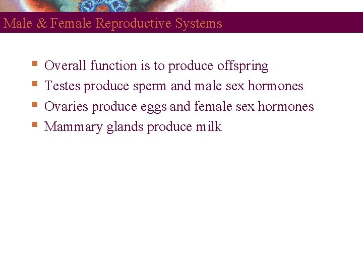 Male & Female Reproductive Systems Overall function is to produce offspring Testes produce sperm