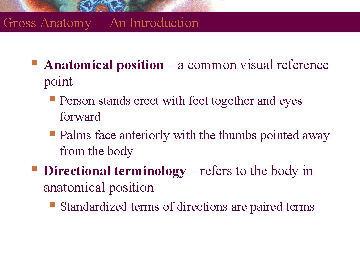 Gross Anatomy – An Introduction Anatomical position – a common visual reference point Person