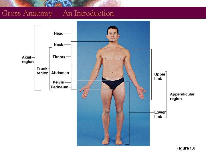 Gross Anatomy – An Introduction Figure 1. 3 