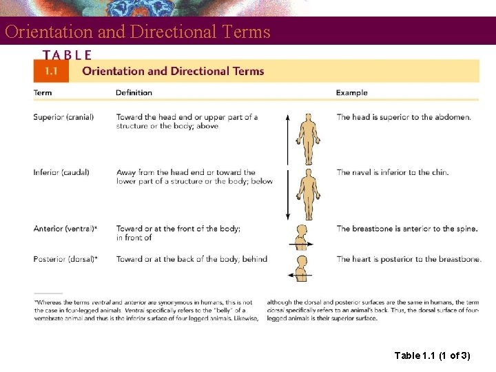 Orientation and Directional Terms Table 1. 1 (1 of 3) 