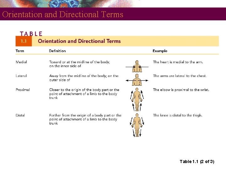 Orientation and Directional Terms Table 1. 1 (2 of 3) 