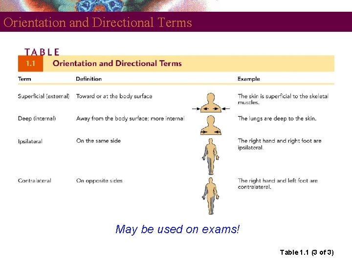 Orientation and Directional Terms May be used on exams! Table 1. 1 (3 of
