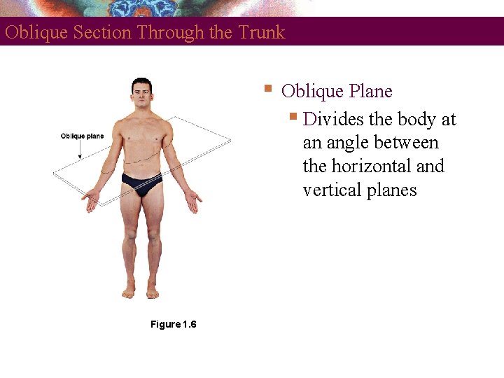 Oblique Section Through the Trunk Figure 1. 6 Oblique Plane Divides the body at