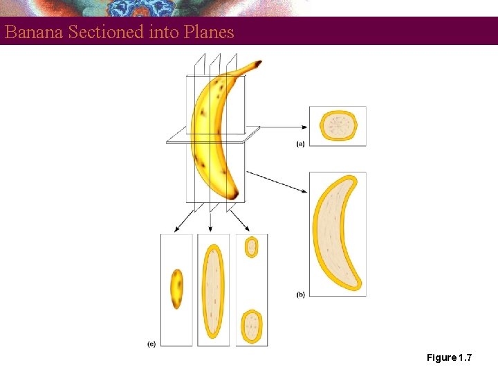 Banana Sectioned into Planes Figure 1. 7 