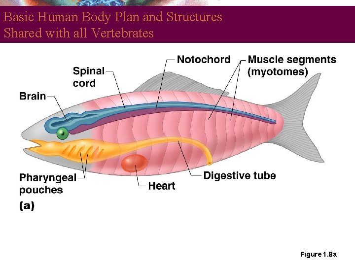 Basic Human Body Plan and Structures Shared with all Vertebrates Figure 1. 8 a