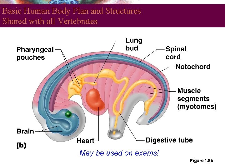 Basic Human Body Plan and Structures Shared with all Vertebrates May be used on