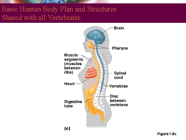 Basic Human Body Plan and Structures Shared with all Vertebrates Figure 1. 8 c