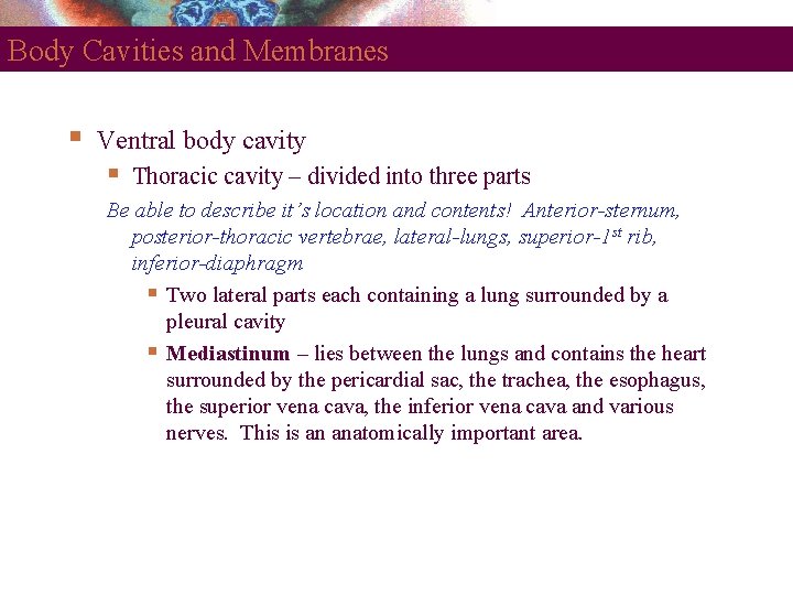 Body Cavities and Membranes Ventral body cavity Thoracic cavity – divided into three parts