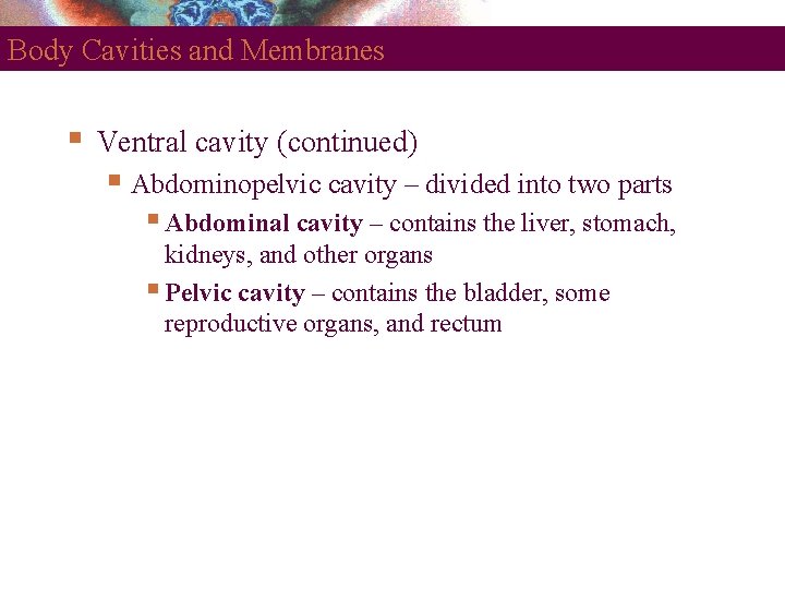 Body Cavities and Membranes Ventral cavity (continued) Abdominopelvic cavity – divided into two parts