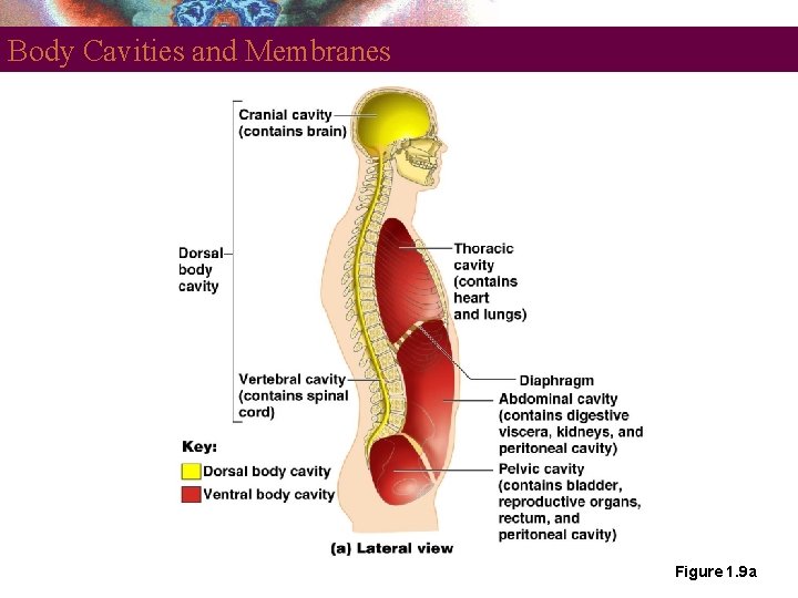 Body Cavities and Membranes Figure 1. 9 a 