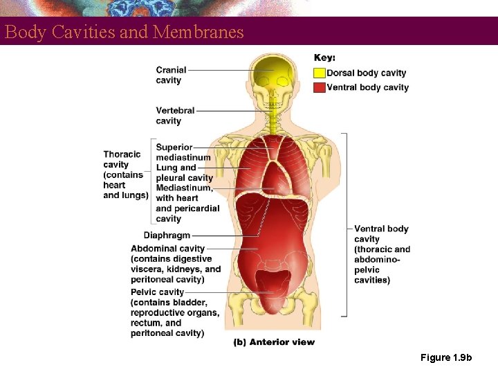 Body Cavities and Membranes Figure 1. 9 b 