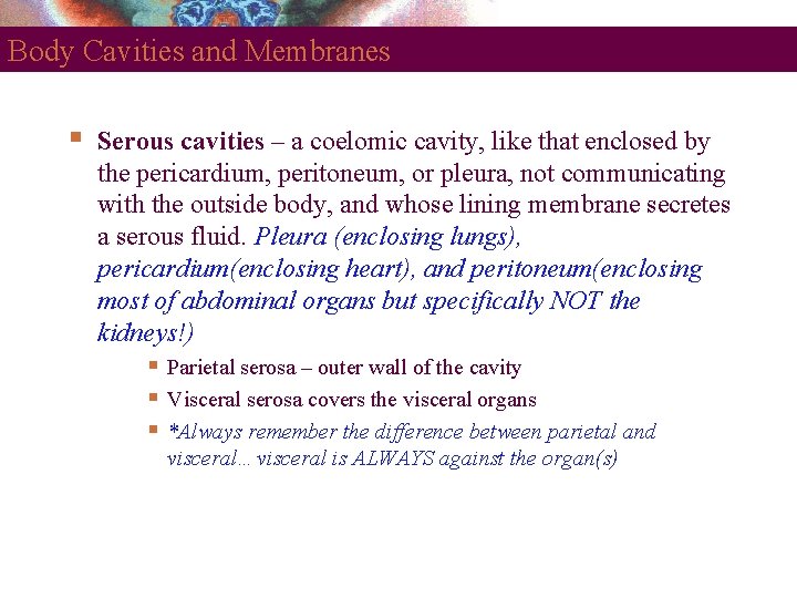 Body Cavities and Membranes Serous cavities – a coelomic cavity, like that enclosed by