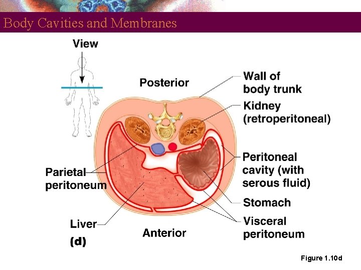 Body Cavities and Membranes Figure 1. 10 d 