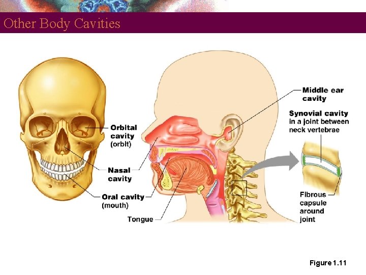 Other Body Cavities Figure 1. 11 