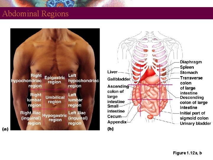 Abdominal Regions Figure 1. 12 a, b 