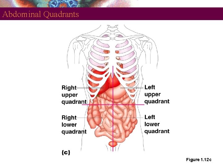 Abdominal Quadrants Figure 1. 12 c 