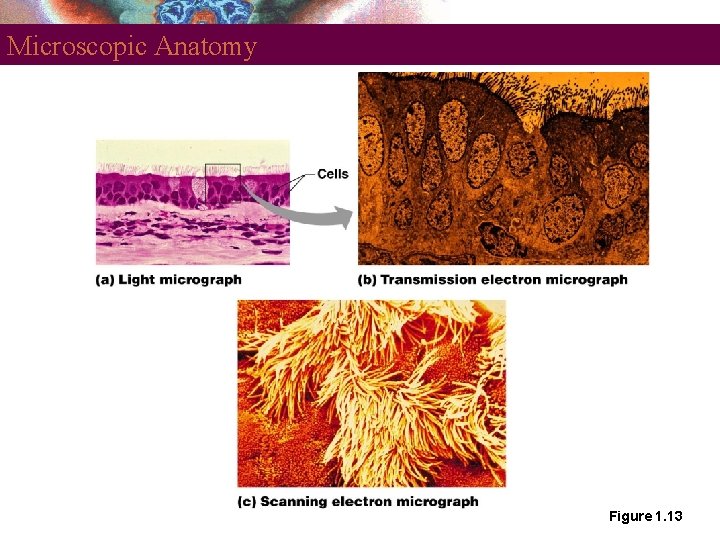 Microscopic Anatomy Figure 1. 13 