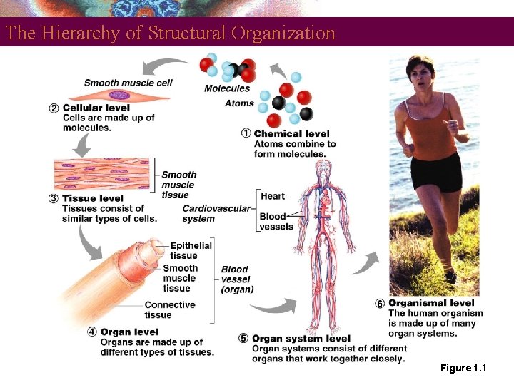 The Hierarchy of Structural Organization Figure 1. 1 