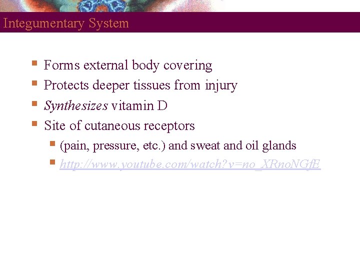 Integumentary System Forms external body covering Protects deeper tissues from injury Synthesizes vitamin D