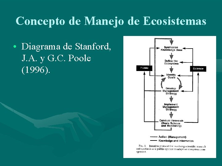 Concepto de Manejo de Ecosistemas • Diagrama de Stanford, J. A. y G. C.