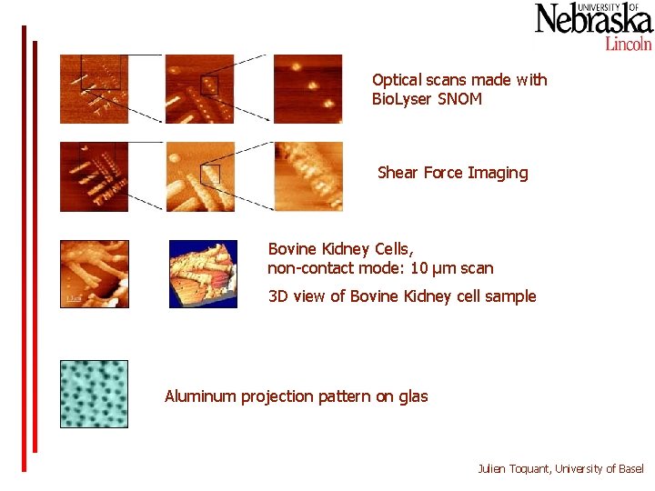 Optical scans made with Bio. Lyser SNOM Shear Force Imaging Bovine Kidney Cells, non-contact