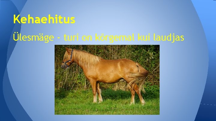 Kehaehitus Ülesmäge - turi on kõrgemal kui laudjas 