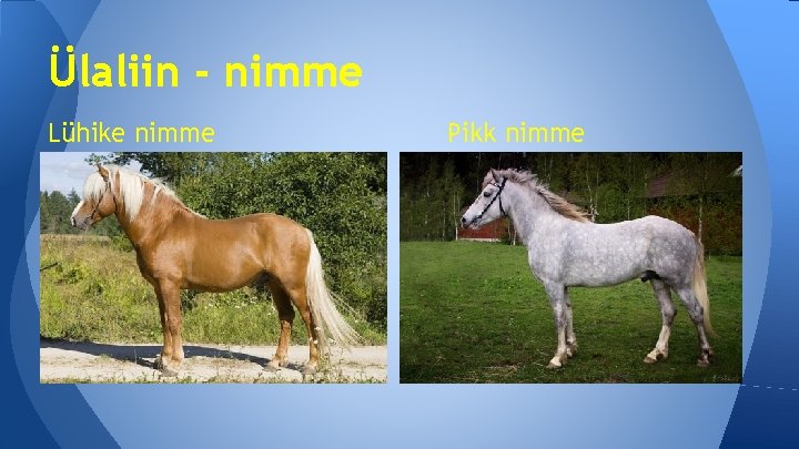 Ülaliin - nimme Lühike nimme Pikk nimme 